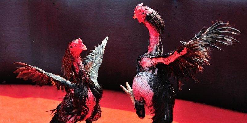tksv388 bắn cá đổi thưởng